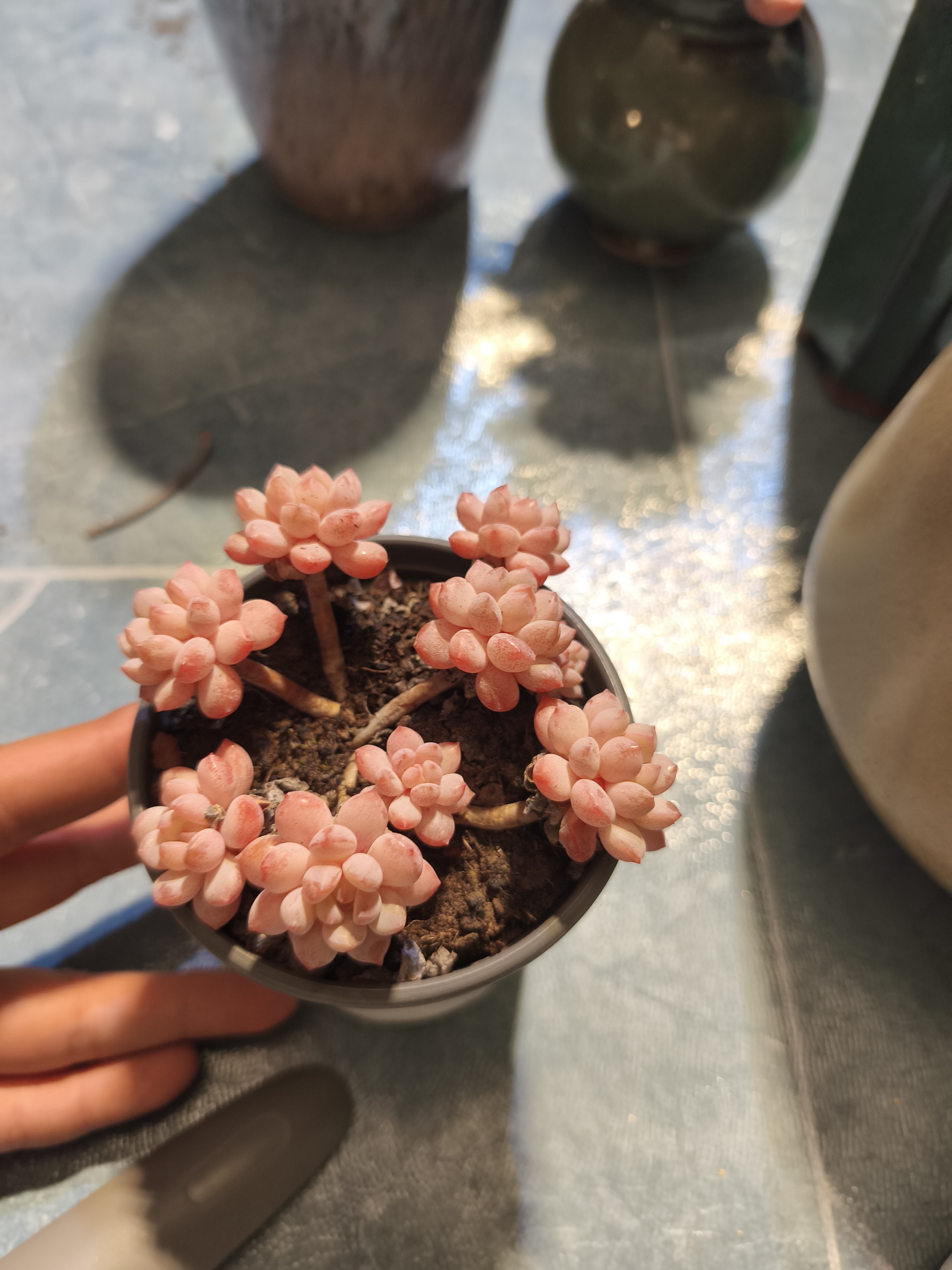 多肉植物办公室阳台绿植好养盆栽适合新手易活肉肉带盆