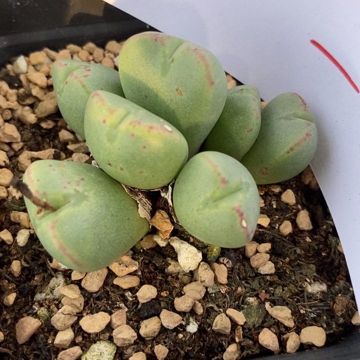 1636口迪一群一群