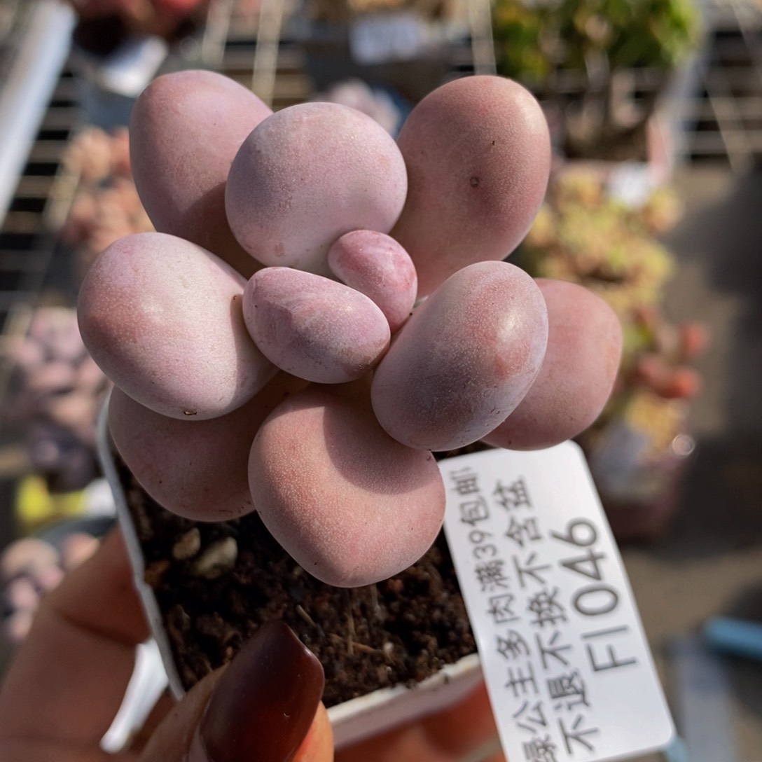 橙雪球046/4c m多肉