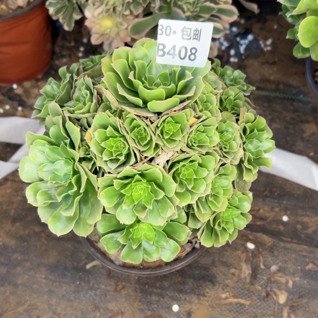 408 多肉断枝不包