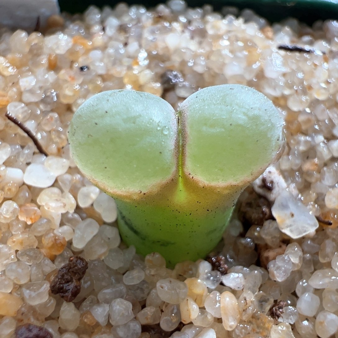 616。优选新品风铃1804.2桃烟风铃 多肉