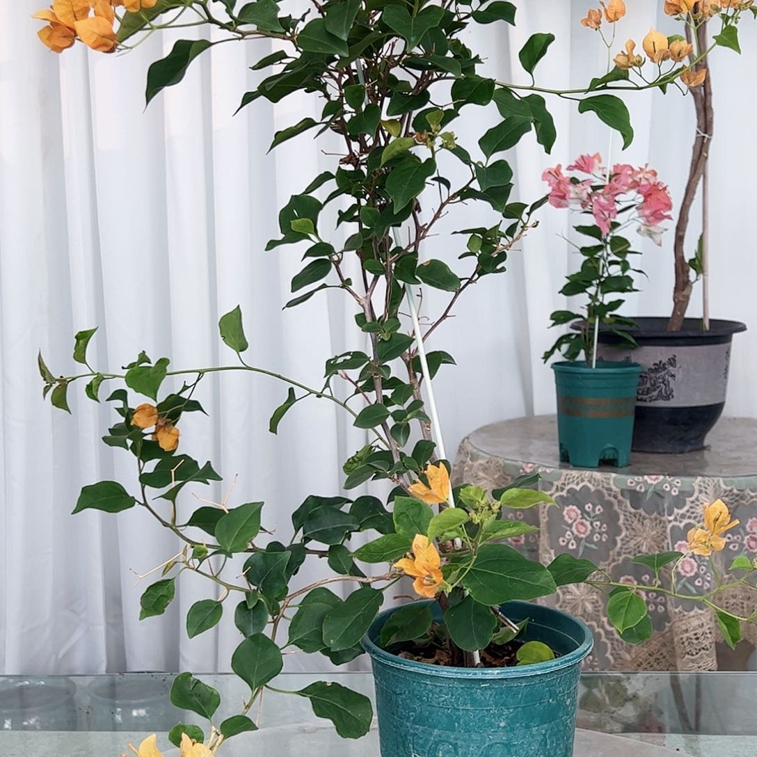 当前无花栽培后可以开花金色光辉一颗