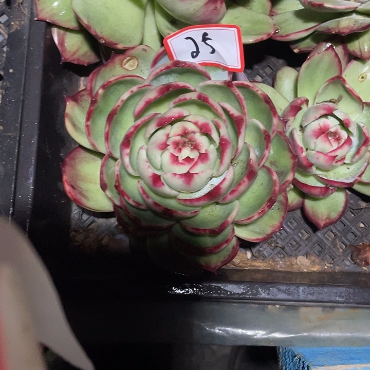 曾***节25/////////////////