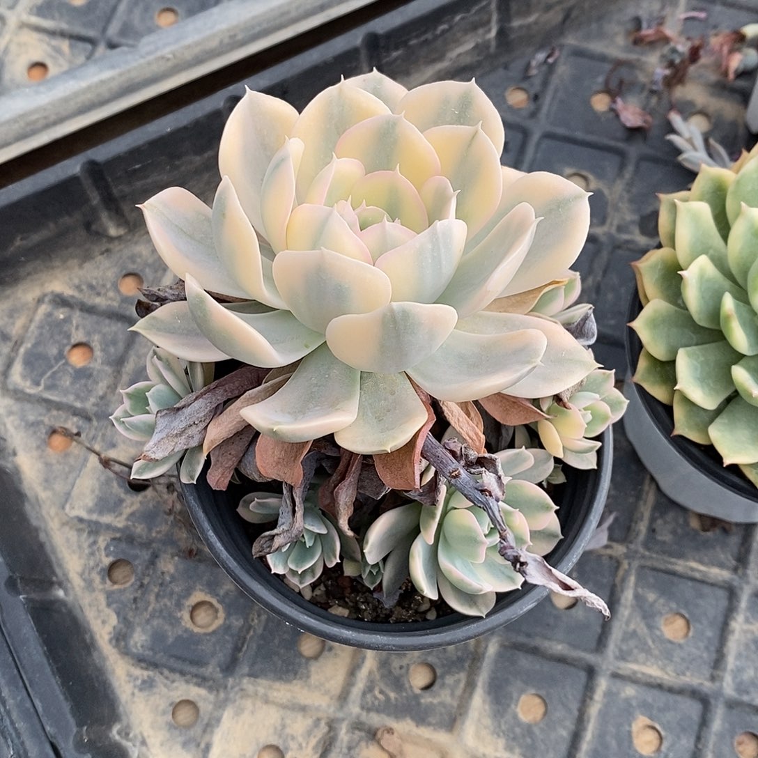 鲁式锦多肉植物老桩