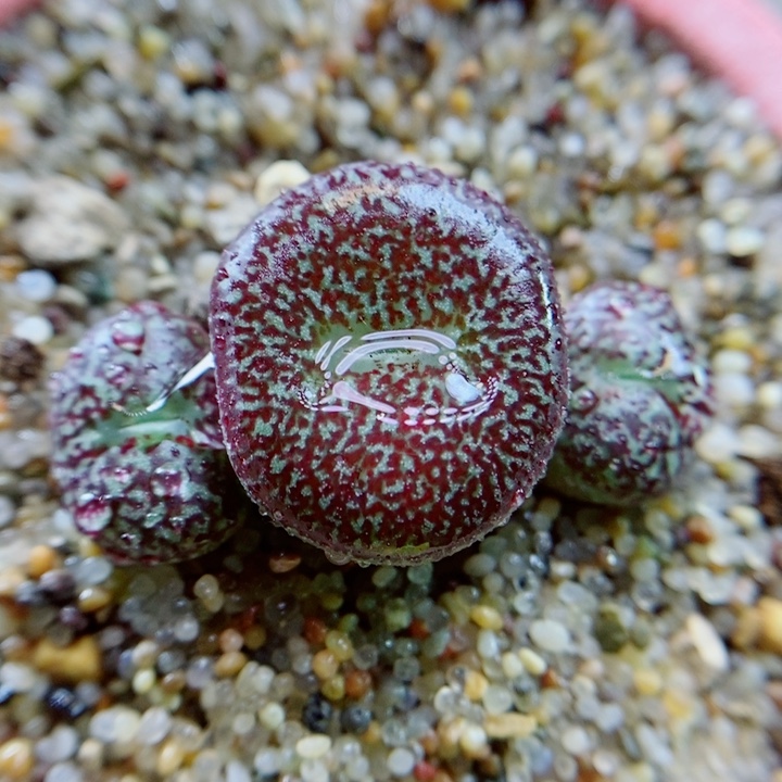 生石花花花花花花花140