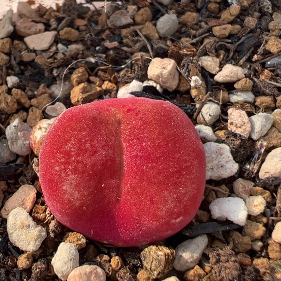 22多肉植物百科水蜜桃