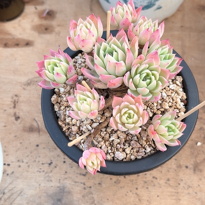 多肉植物，三色景