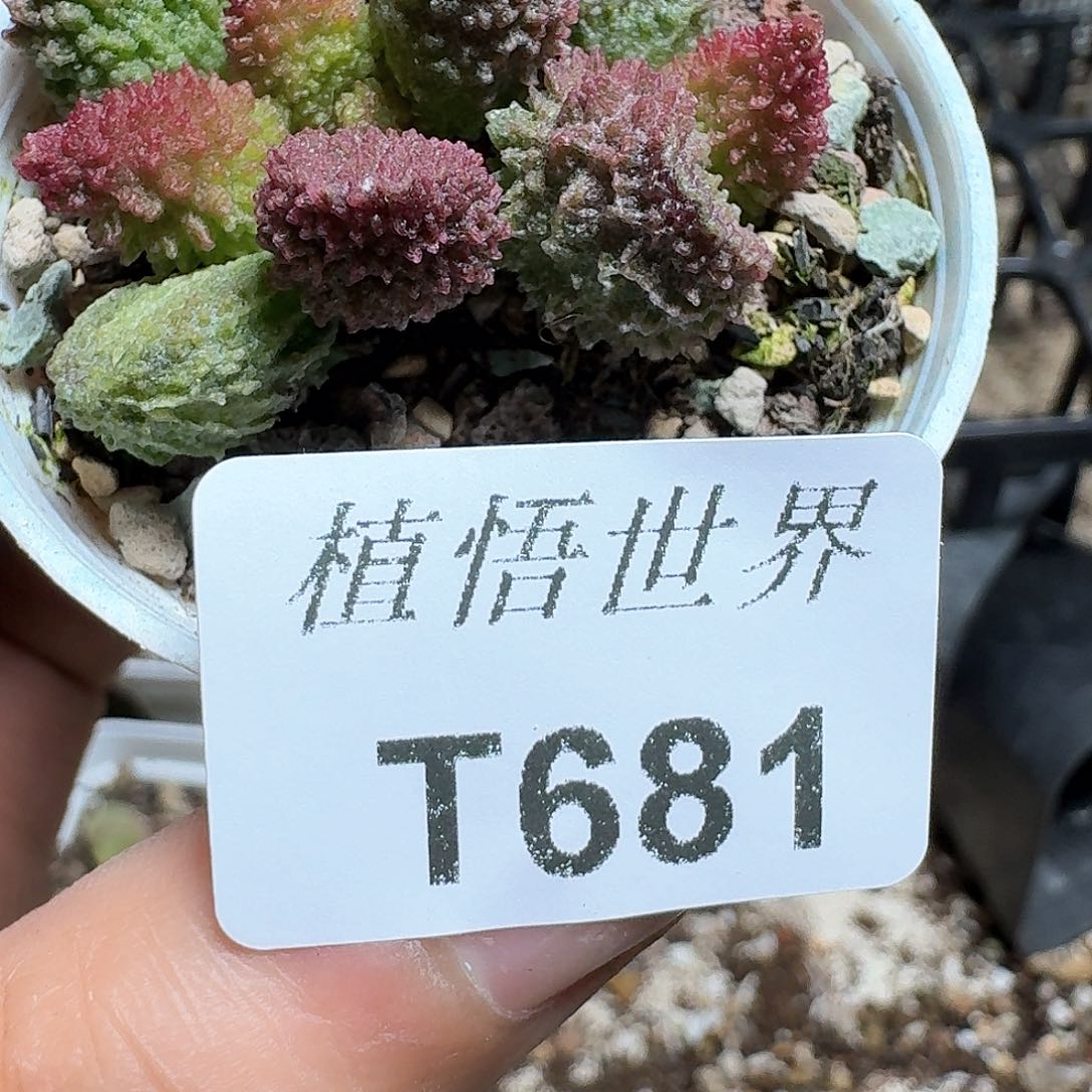 681盒多肉植物哇d c