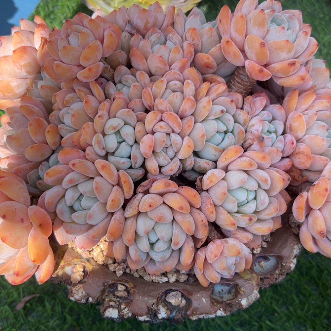 心*冷香多肉，一物一拍