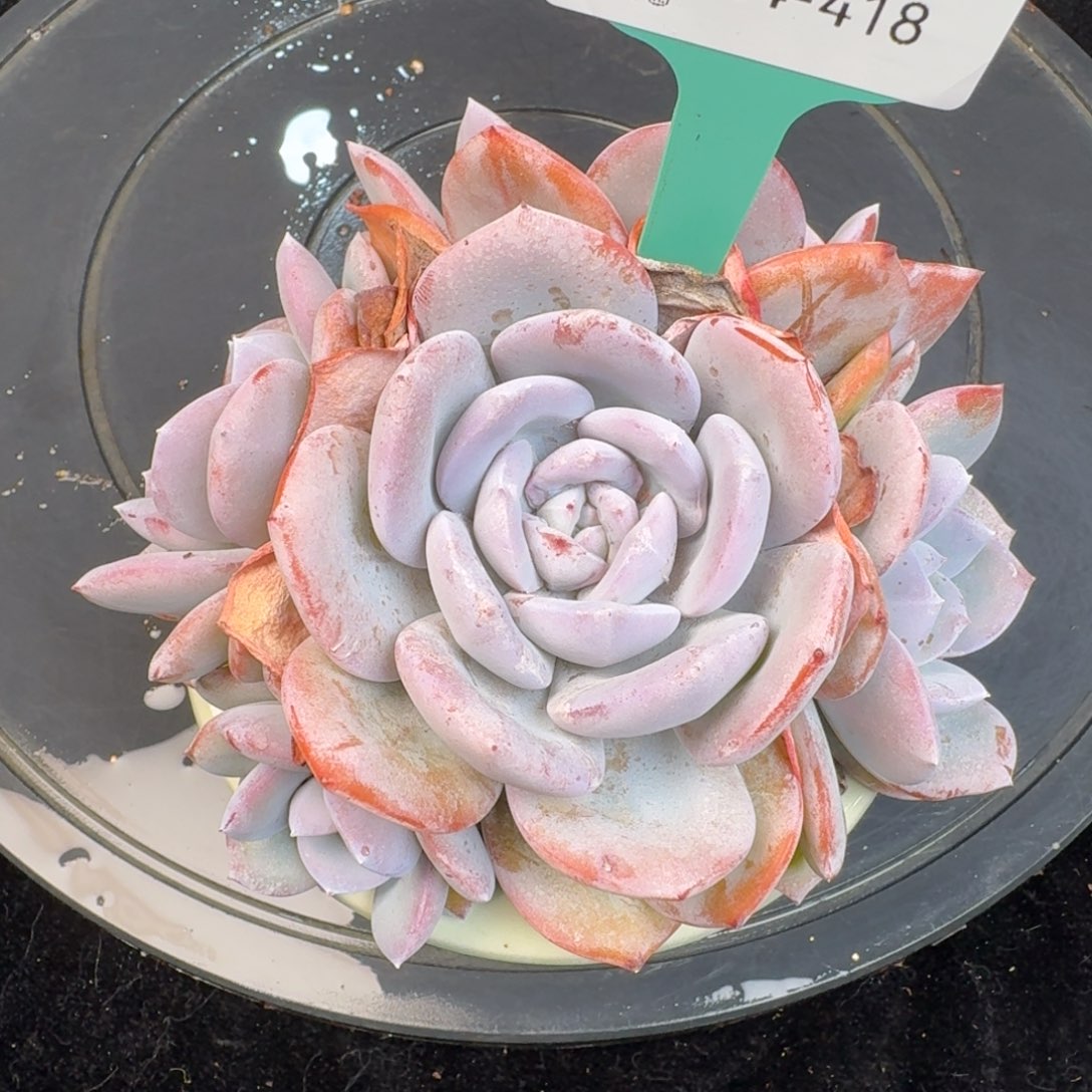 从前慢多肉精选编号1204.418