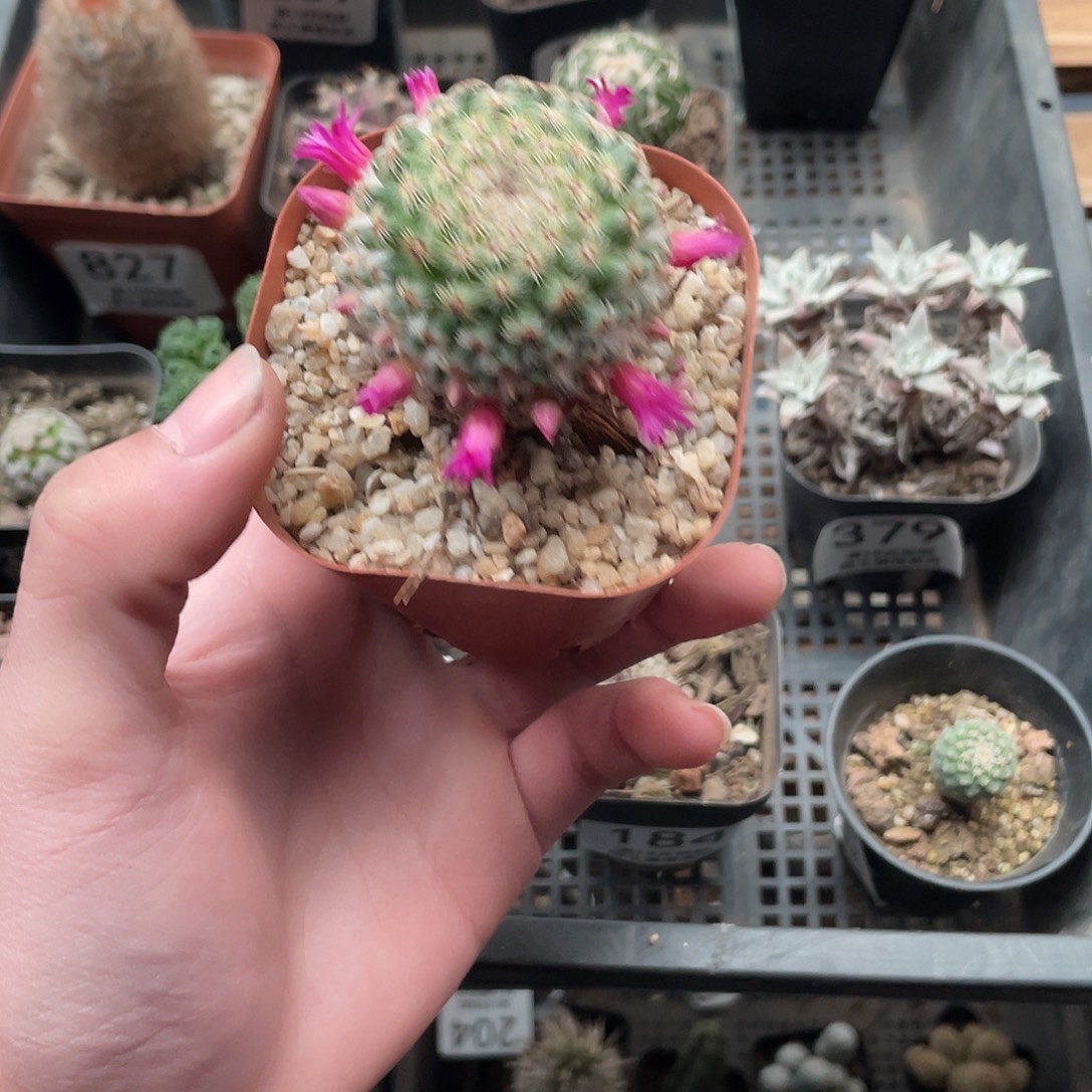 04神惠丸（满18包邮）