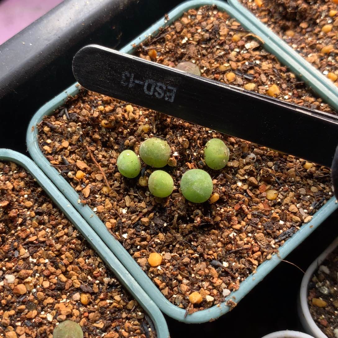 趣*哆021大眼睛空蝉0.5厘米