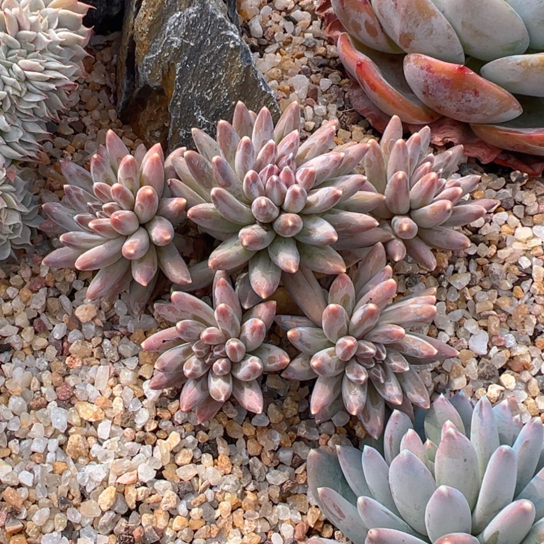 $***$美人多肉一物一拍