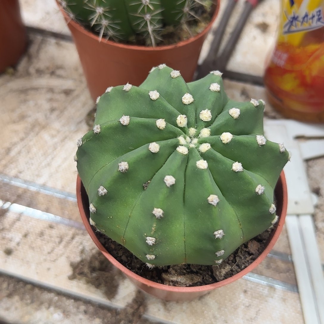 花花花花花花花花花