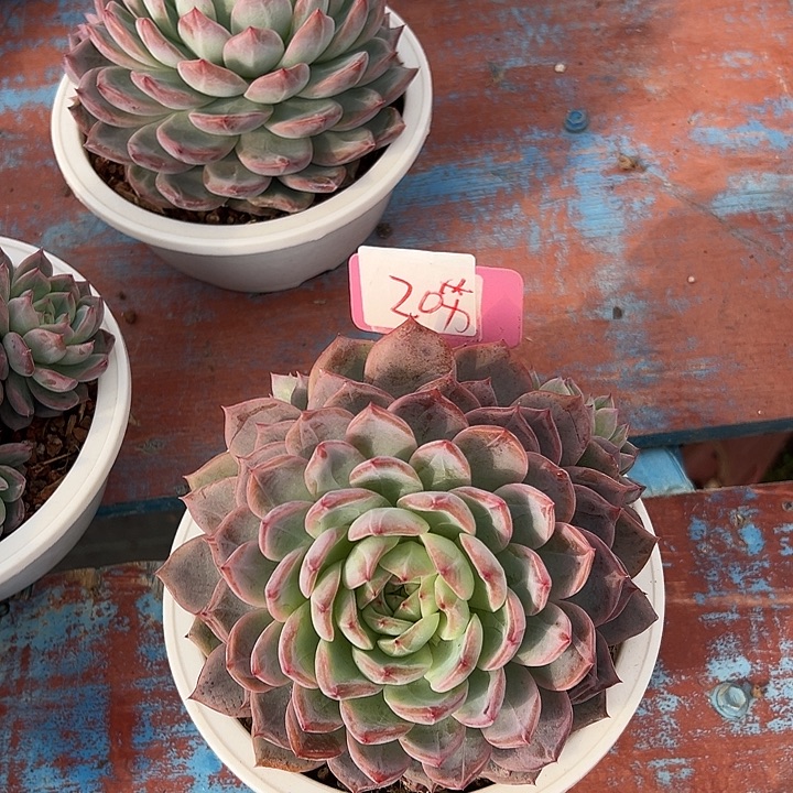 20红鸾一次盆一个多肉