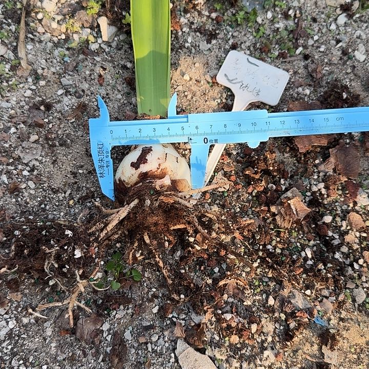 舞蹈公主朱顶红一棵 