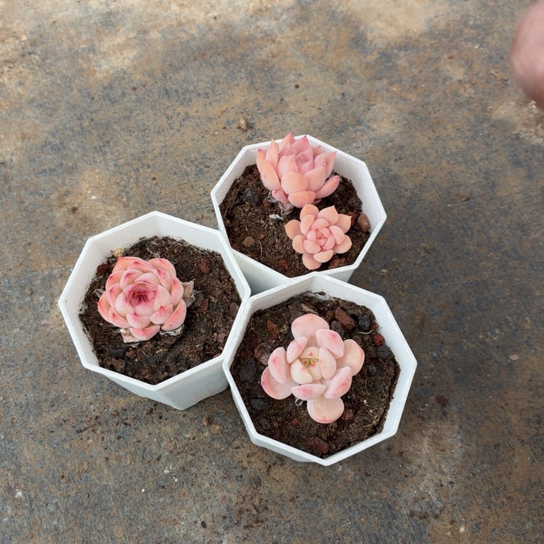 我也会在这个过程之中