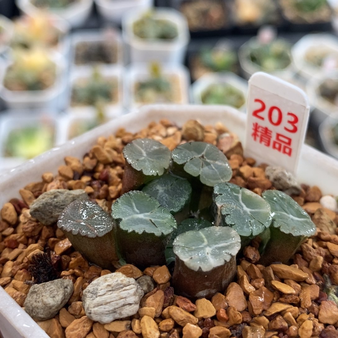 不开花植物203万象锦