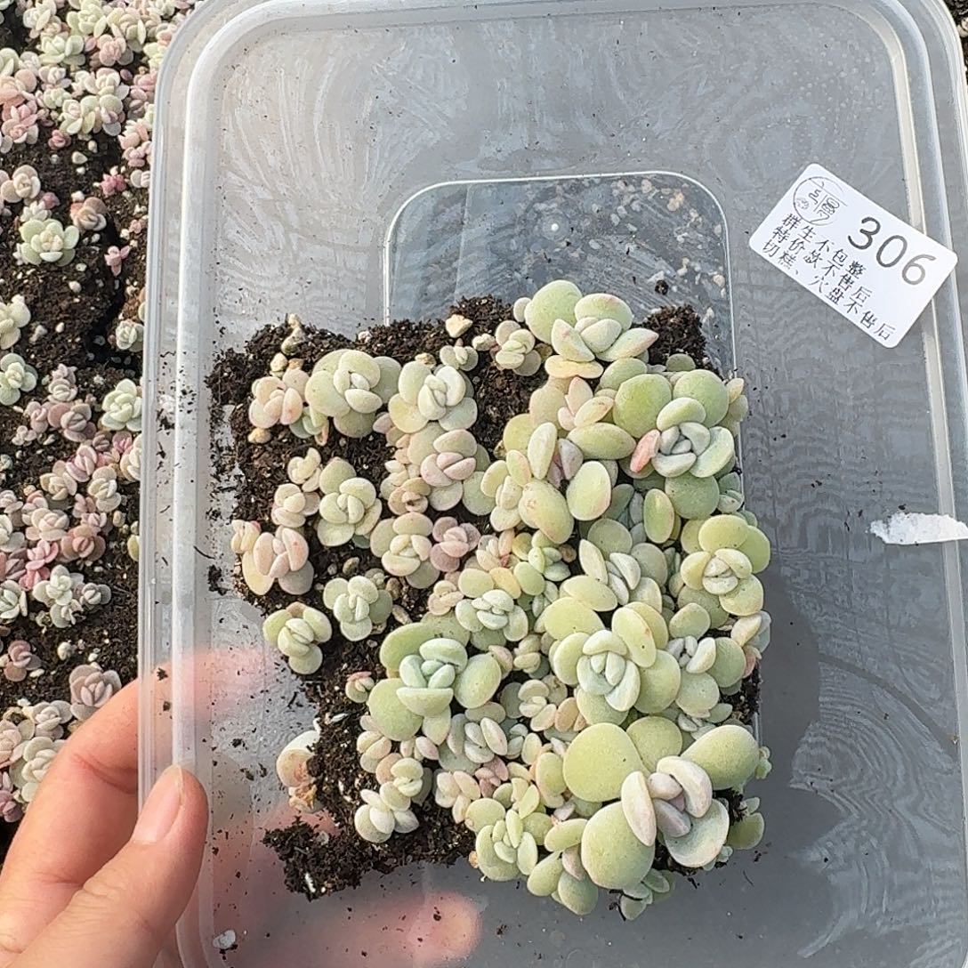 如图306冰雪莲切糕苗一份