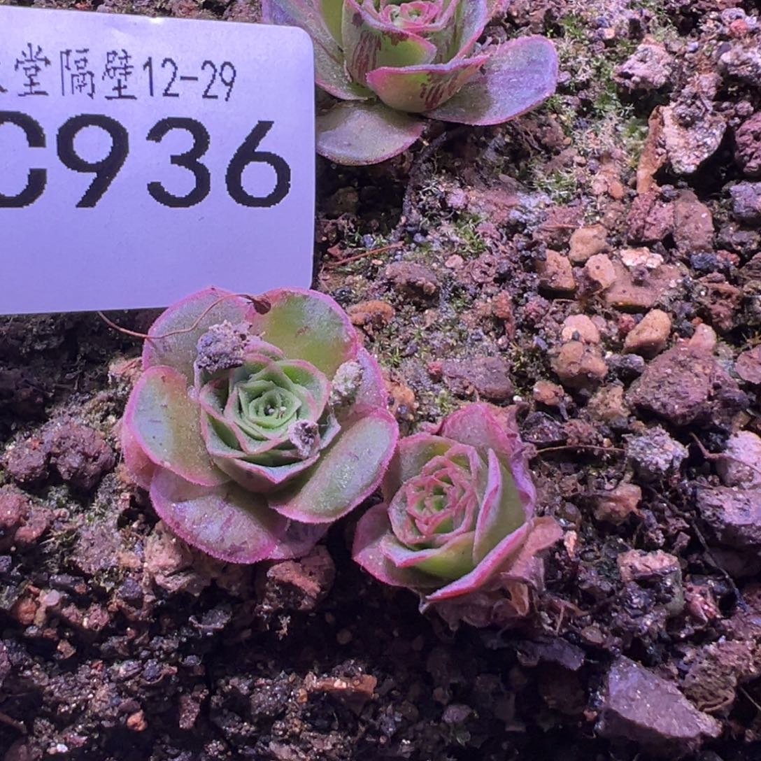 ****来陈陈936绝色小芽。   