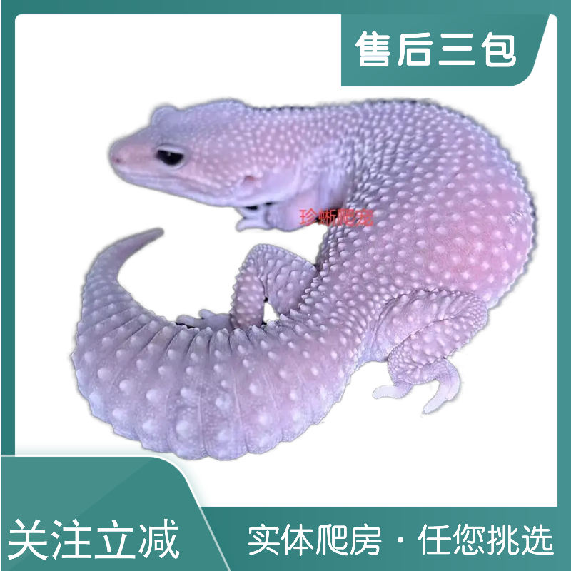 直播间专拍（豹纹守宫瘤尾守宫蓝舌石龙子爬宠蜥蜴可爱温顺好养）