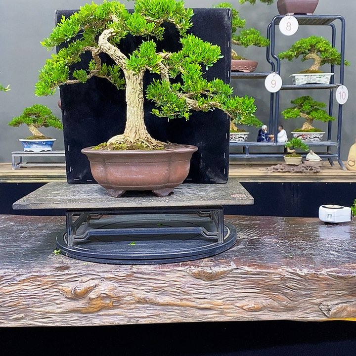 无花朵黄杨盆景是四季常青不落叶