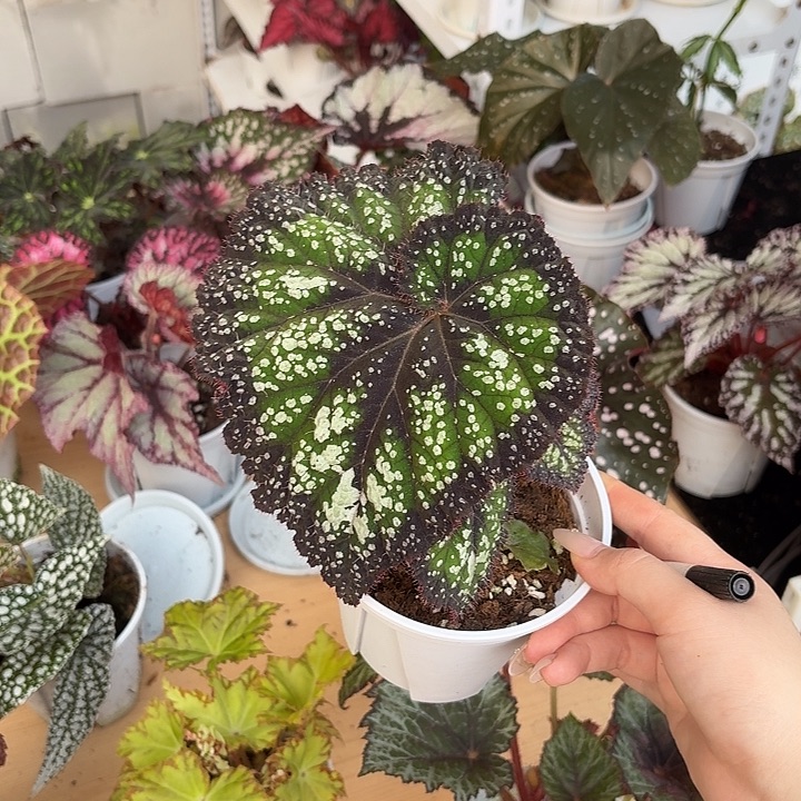 完全开放杂菜秋海棠