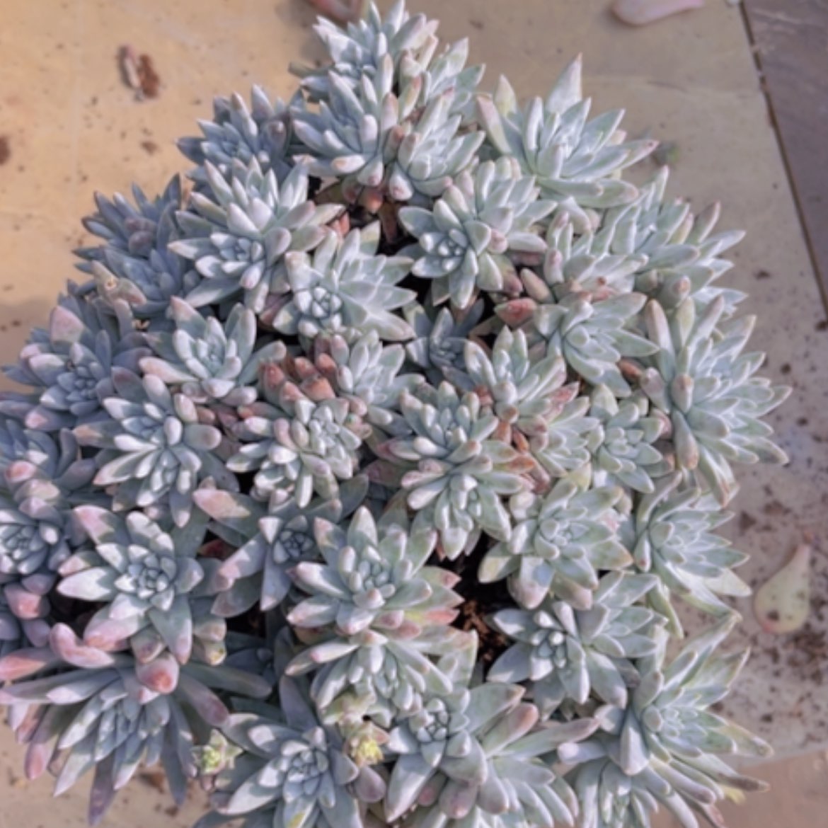 【闪购商品】白菊06240