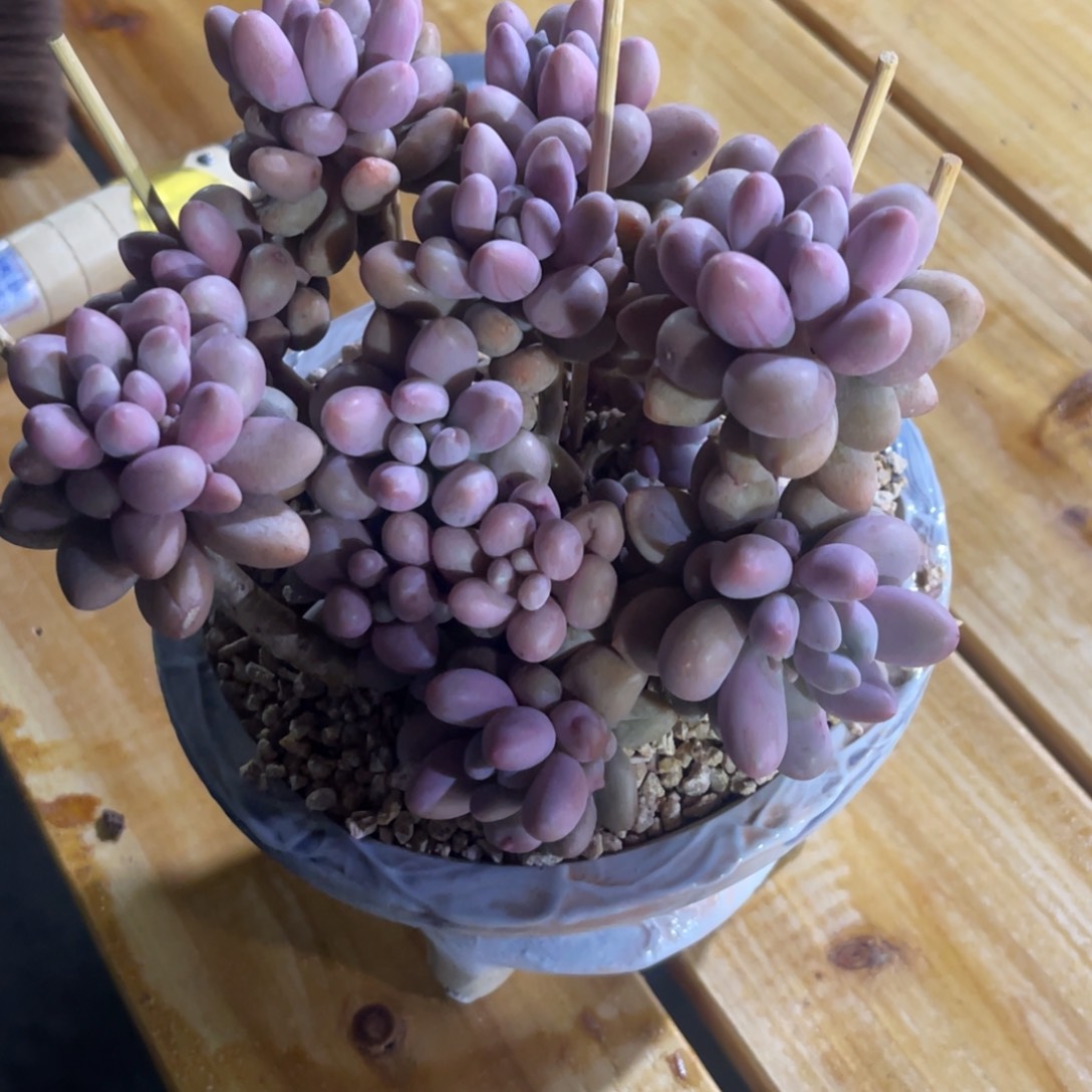 哦**啰粉恋 姐，寄养……