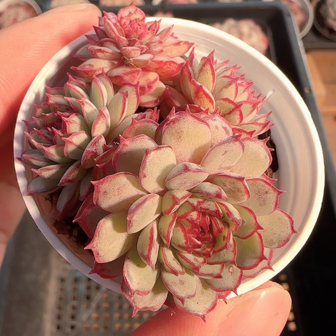 多肉1202-115福利福利