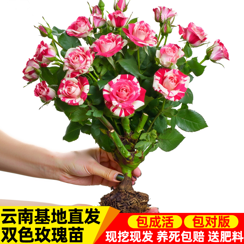 【双色玫瑰】云南玫瑰花老桩大苗大花浓香月季盆栽地栽室内室外好养
