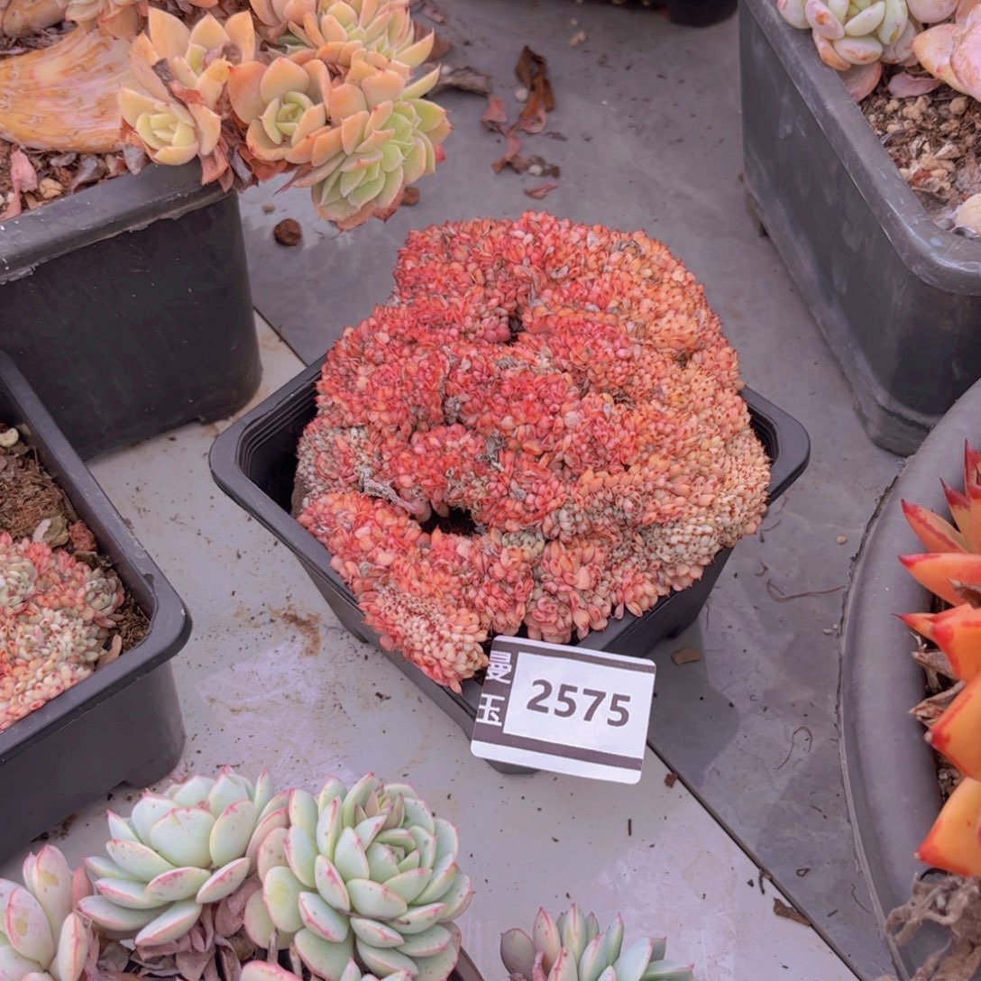 粉姬莲缀多肉植物2575