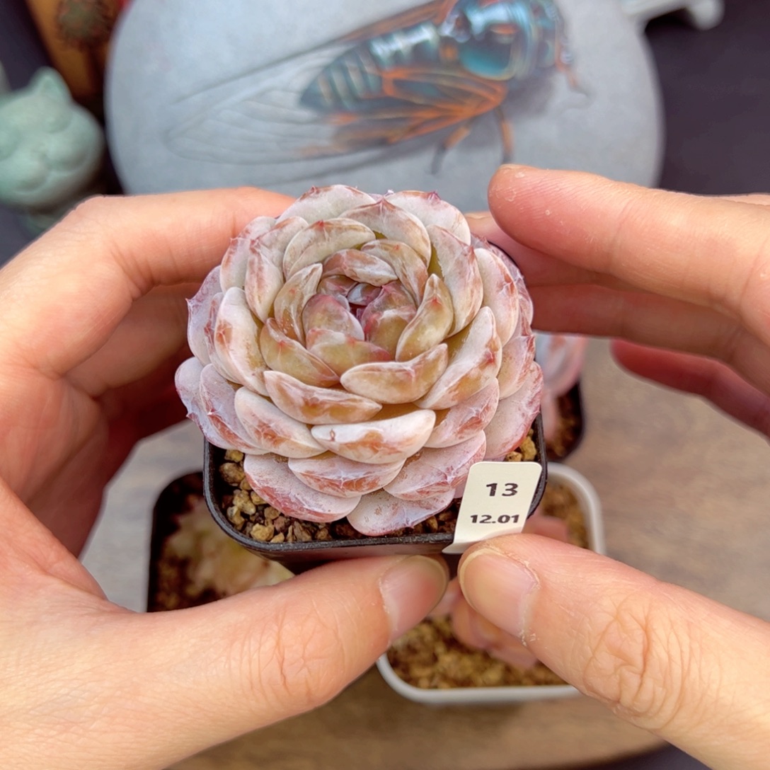 昙雪13、哈哈哈哈好