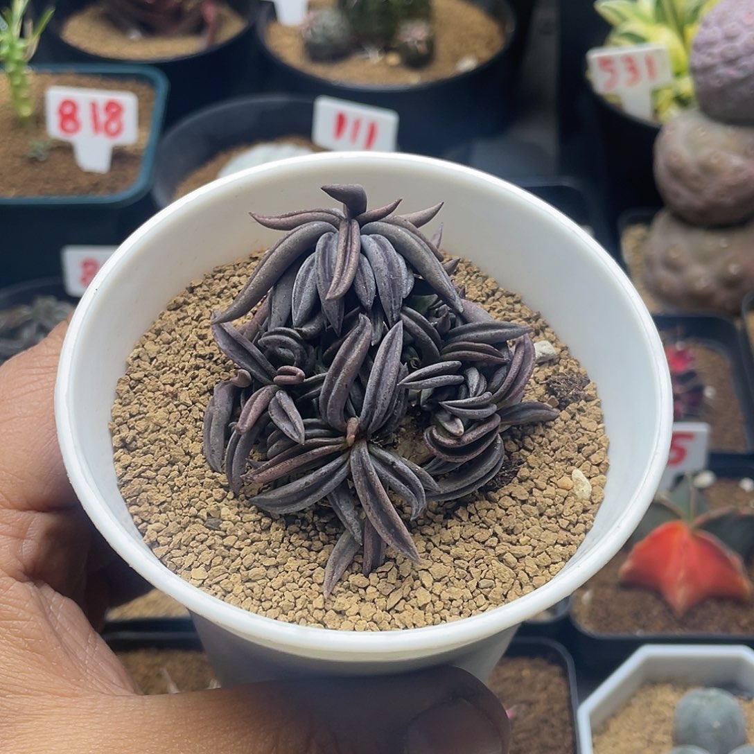 实生超短叶雀舌麒麟大戟