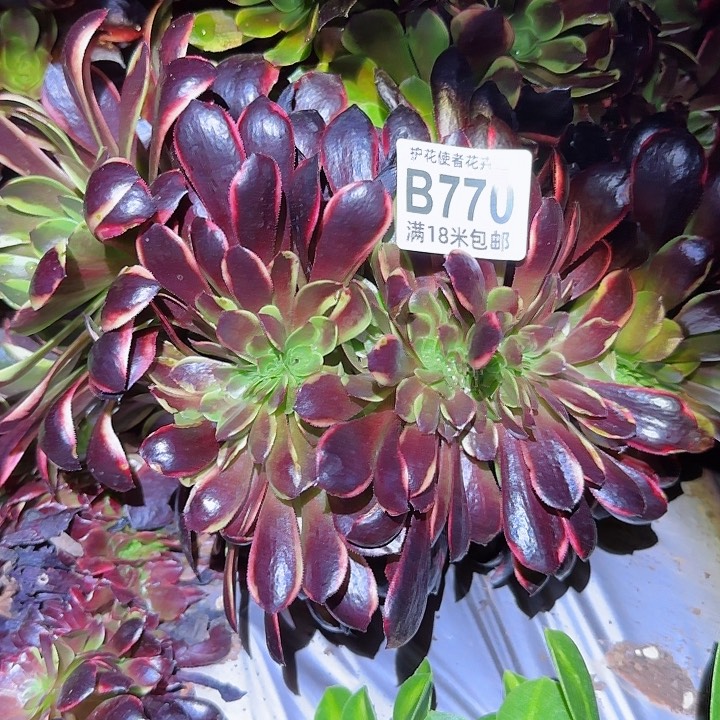 多肉 木家里缀化多肉法师植物