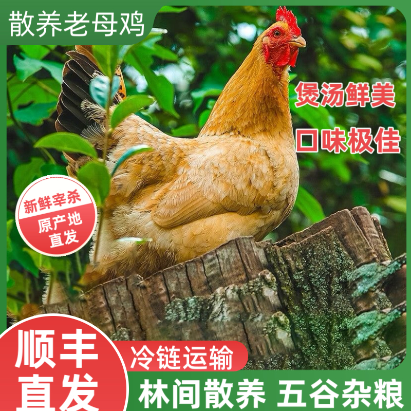 散养老母鸡土鸡3斤/只正宗营养农家新鲜鸡现杀宰杀顺丰速发可炖汤