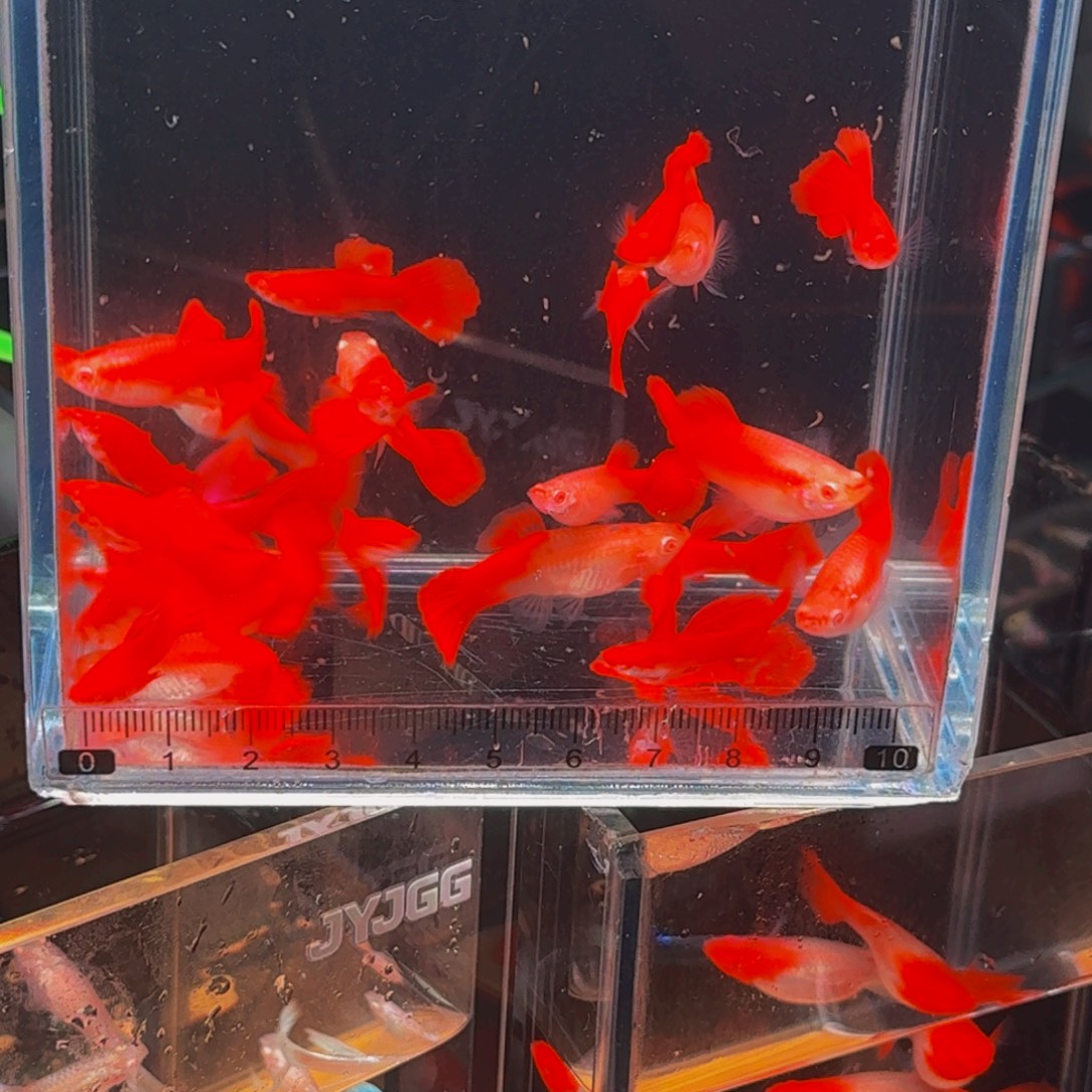 孔雀鱼血红买8送2备损，发5对10条