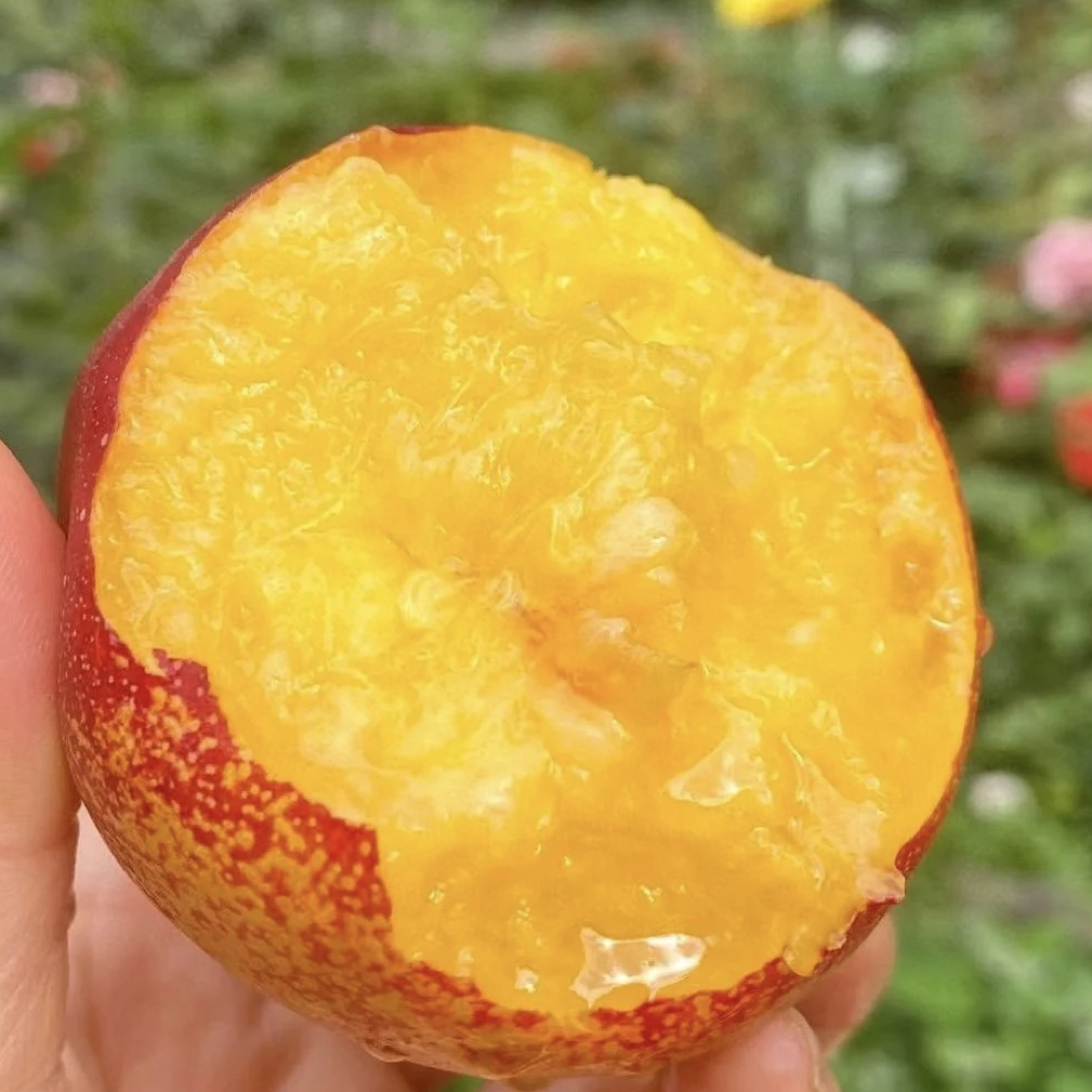 【次日达 油桃】安徽麻点油桃新鲜应季水果3斤当季新鲜水果桃子安徽省