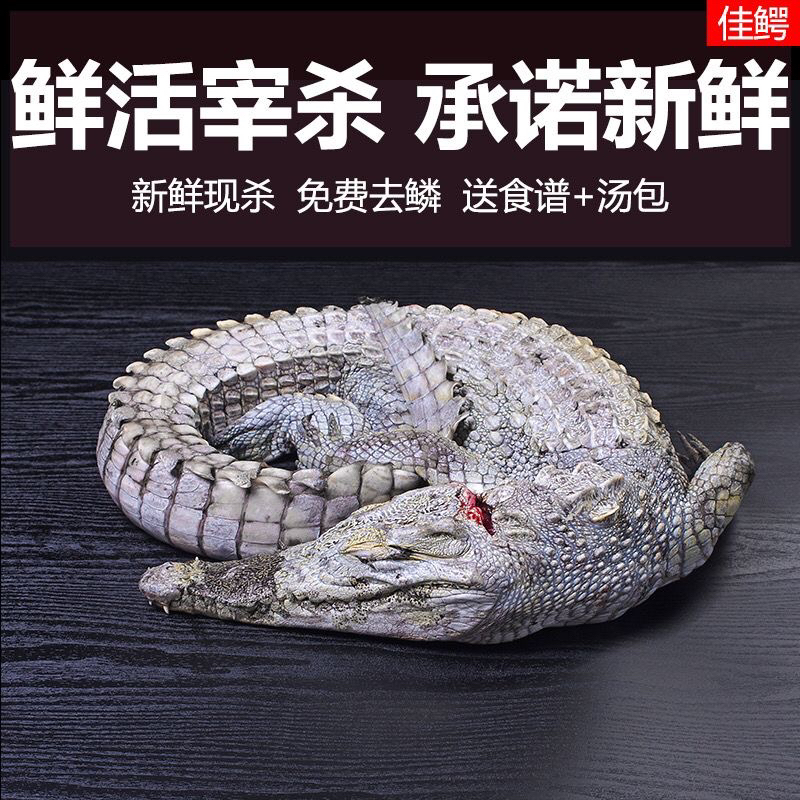 新鲜鳄鱼活体现杀鳄鱼 带皮整条鳄鱼人工养殖鳄鱼肉 顺丰包邮