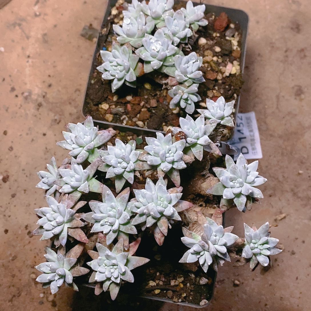 【闪购商品】哈哈哈哈韩白菊1493多肉