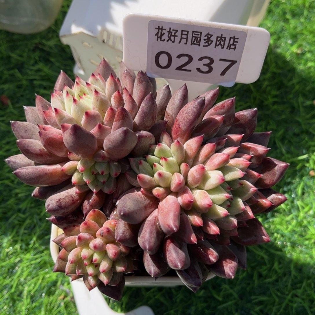 记***哦多肉植物0237带盆