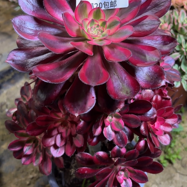 瑞妈一物一拍440