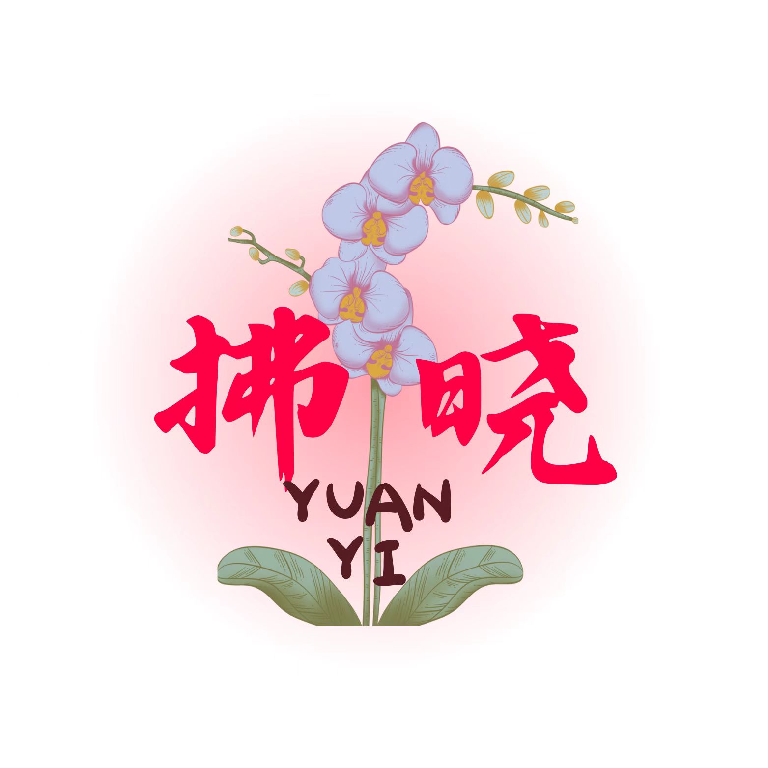 拂晓蝴蝶兰（蝴蝶兰斯泰伦博思带花）开花珠发货