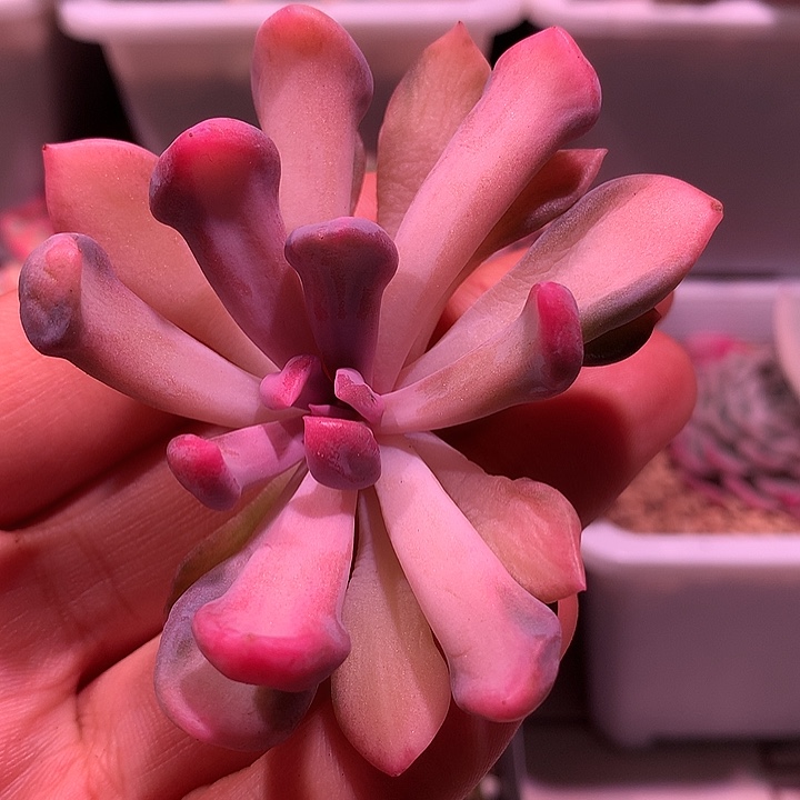 丘比特锦锦锦锦锦锦锦