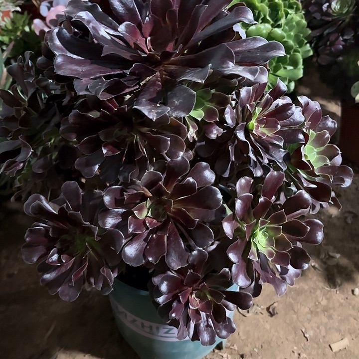 多肉植物欧若拉95