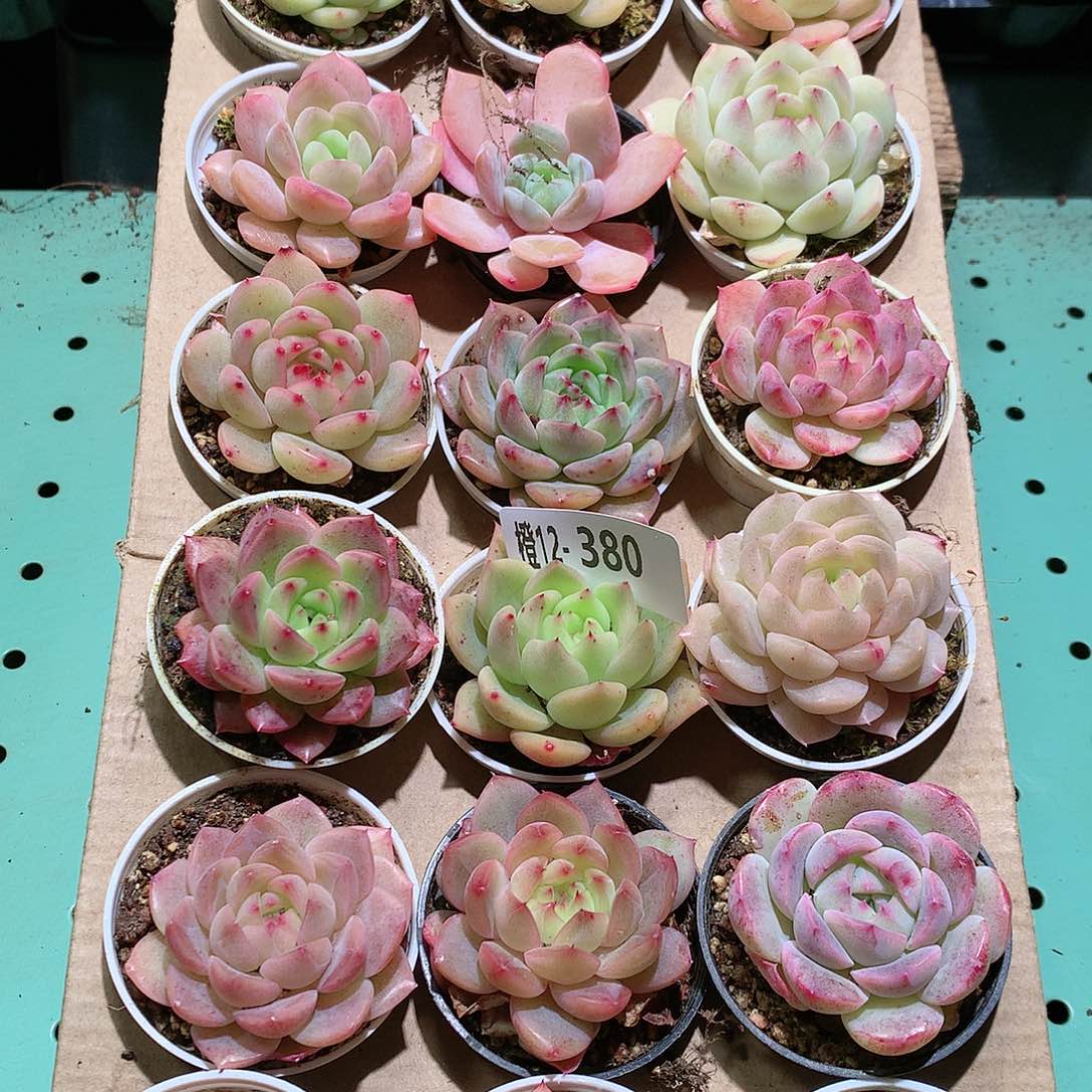 12-380一物一拍带盆18颗