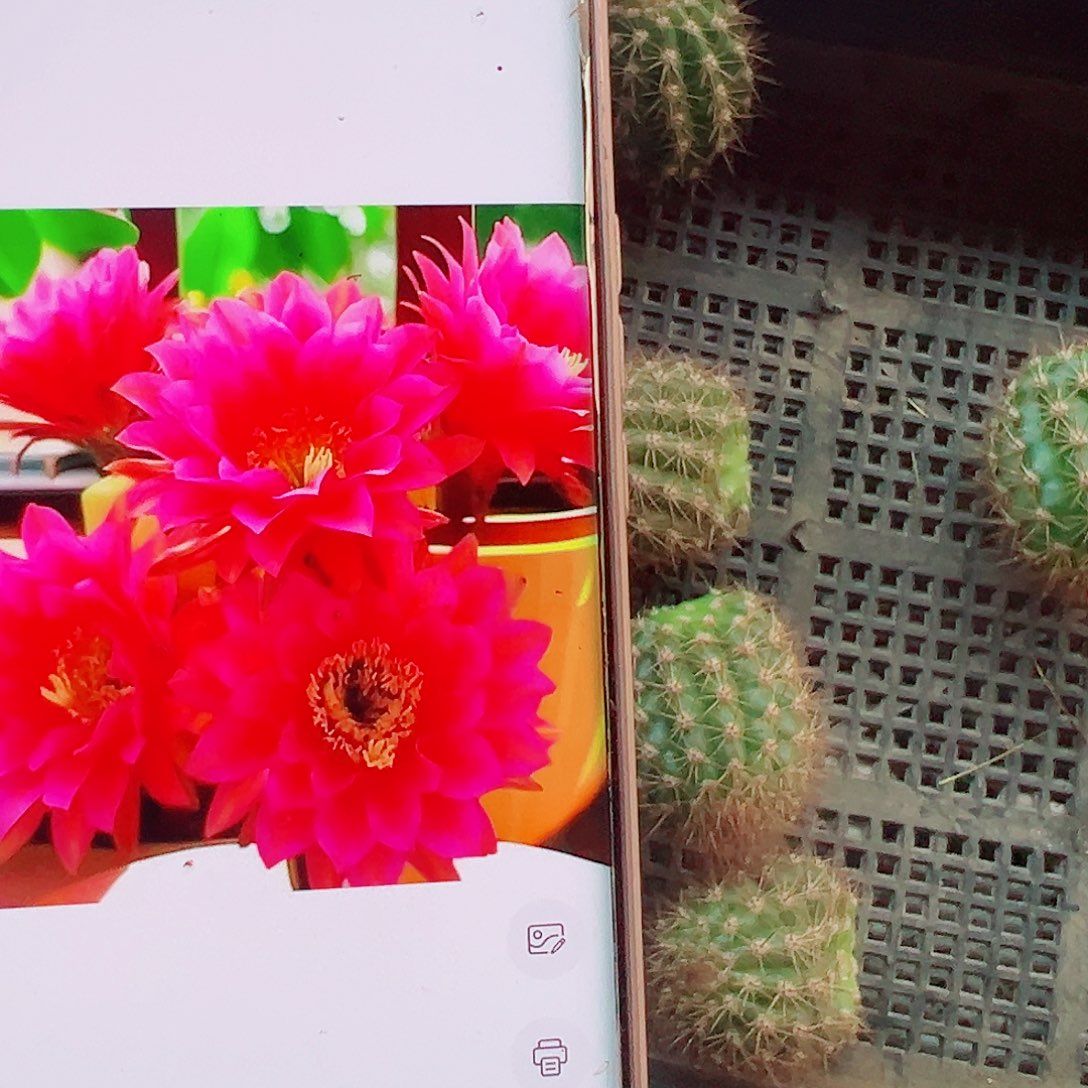 毛花柱太阳新娘侧芽000000