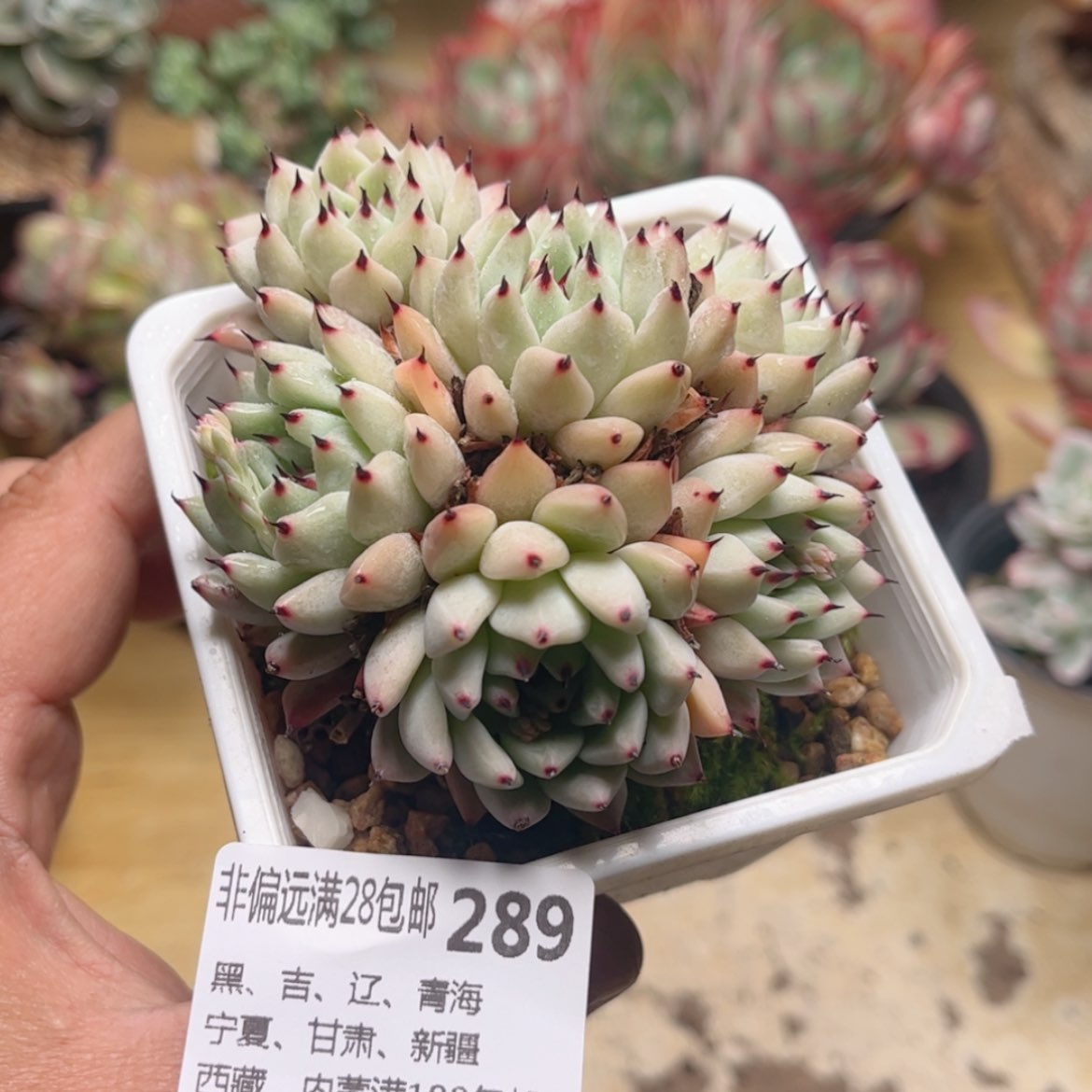 【闪购商品】289绿爪