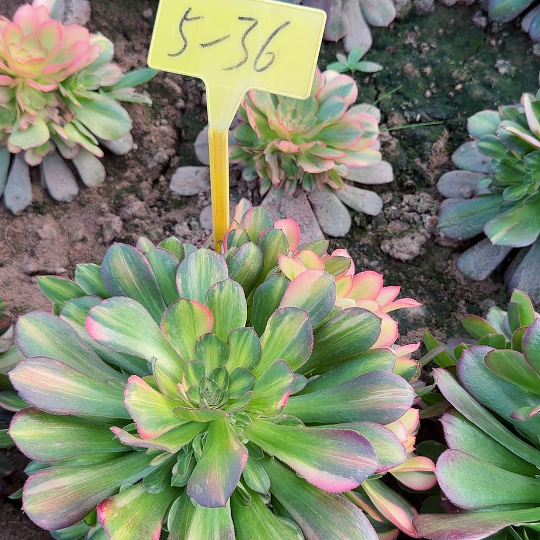 5-36+--多头多肉邵修七彩流星雨