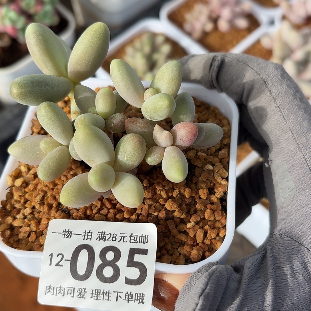 糖果美人无盆土发货无盆